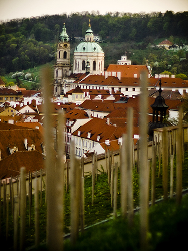 A View from the King's Vineyard 